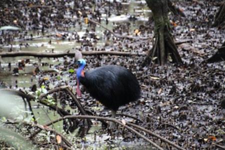Casoway Cape Tribulation Canon 3533