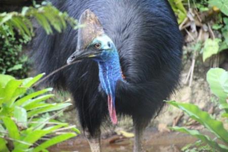 What is this Kuranda 1828