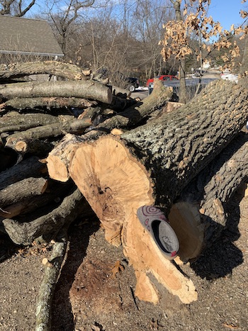 Oak Trees Down